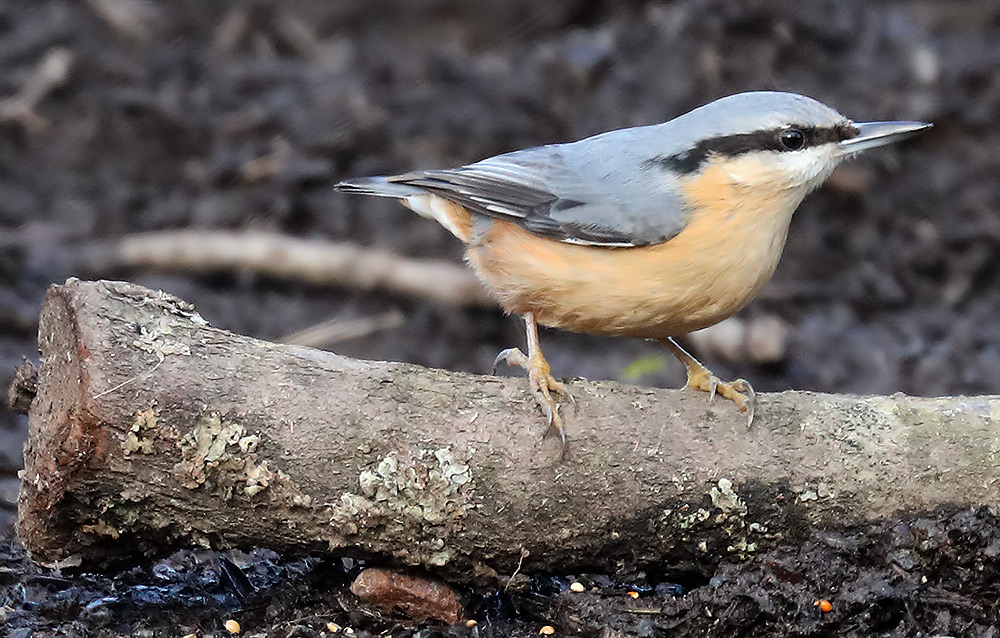 nuthatch